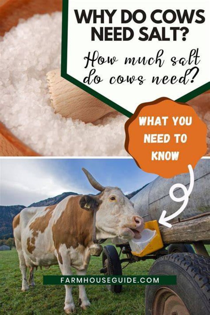 How often do cows need salt?