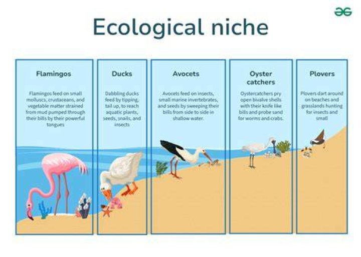 What are the types of niche?